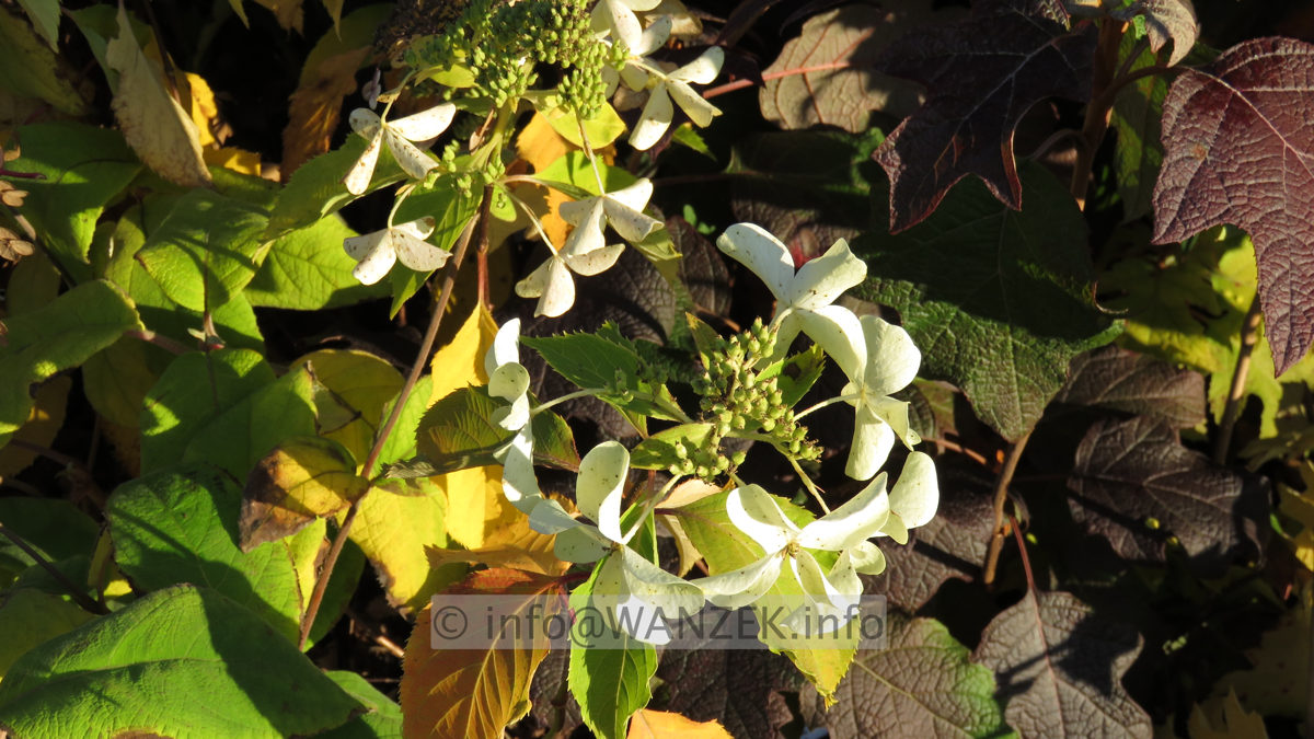 Hydrangea paniculata Levana - verblueht 2.JPG